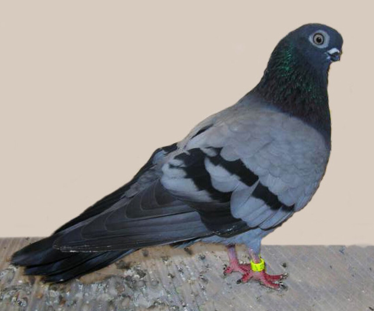 Breslau Tumbler pigeon