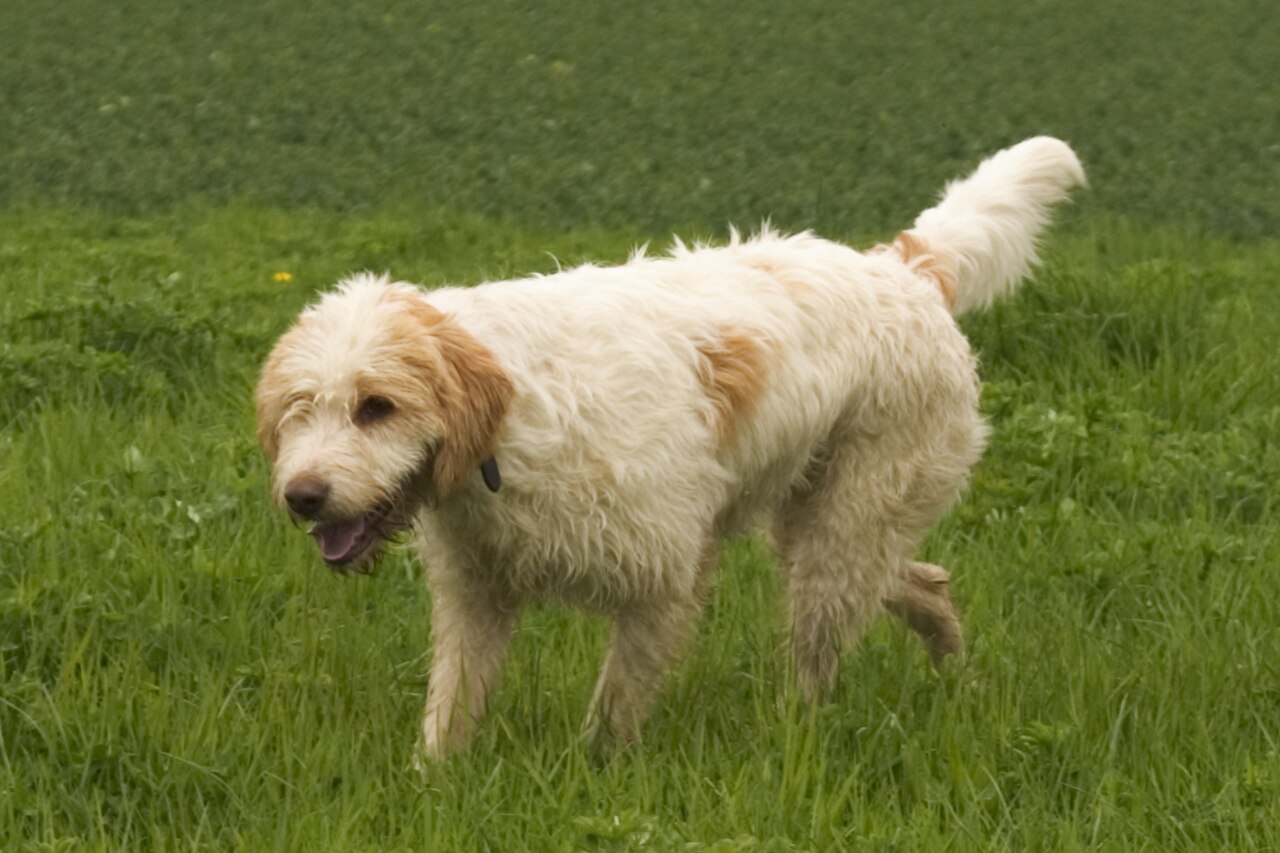 Briquet Griffon Vendéen dog