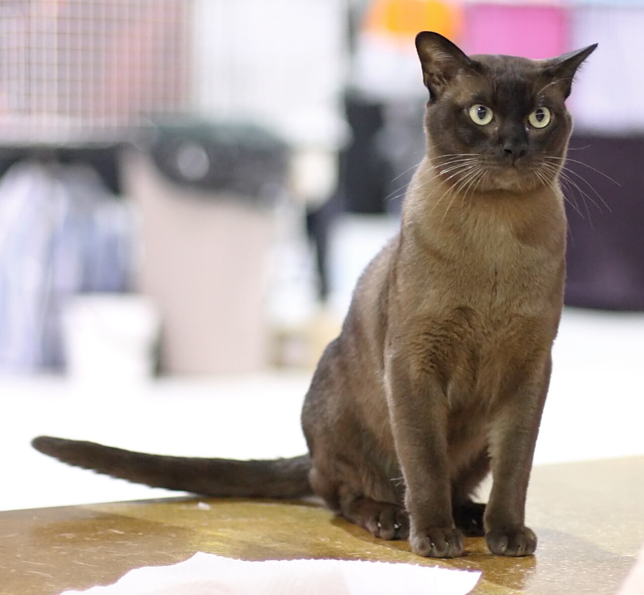 Burmese cat cat