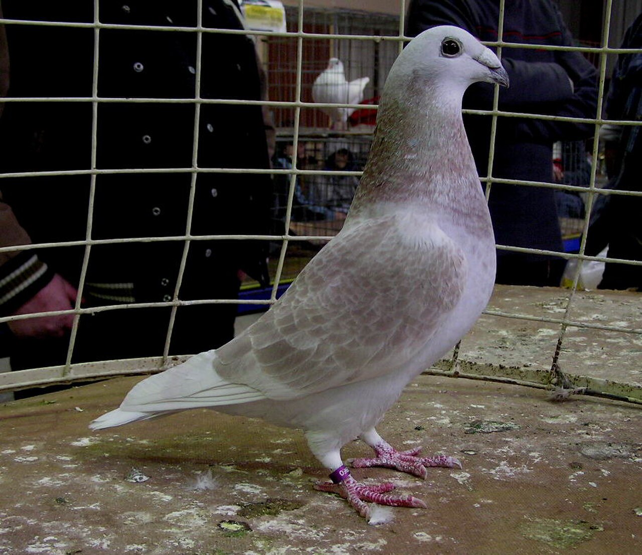British Show Racer pigeon