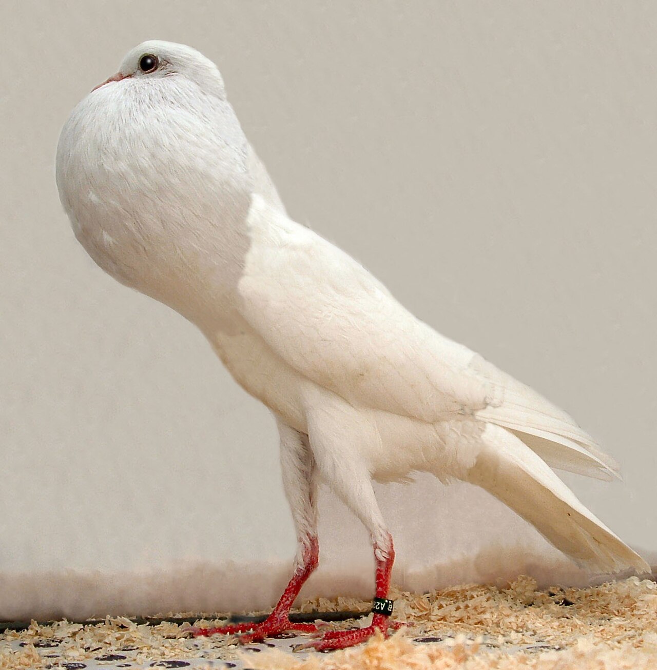Brunner Pouter pigeon