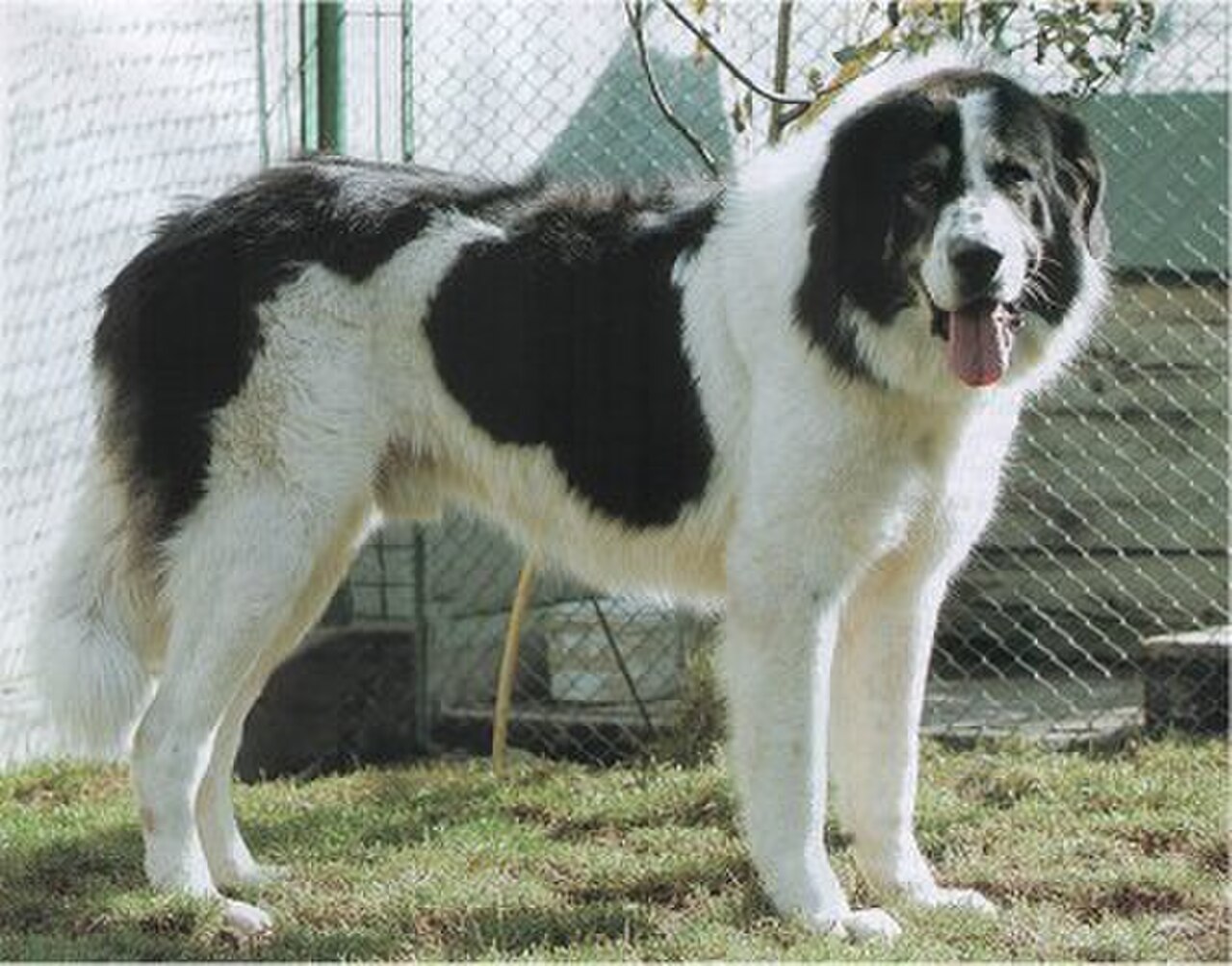 Bucovina Shepherd Dog dog