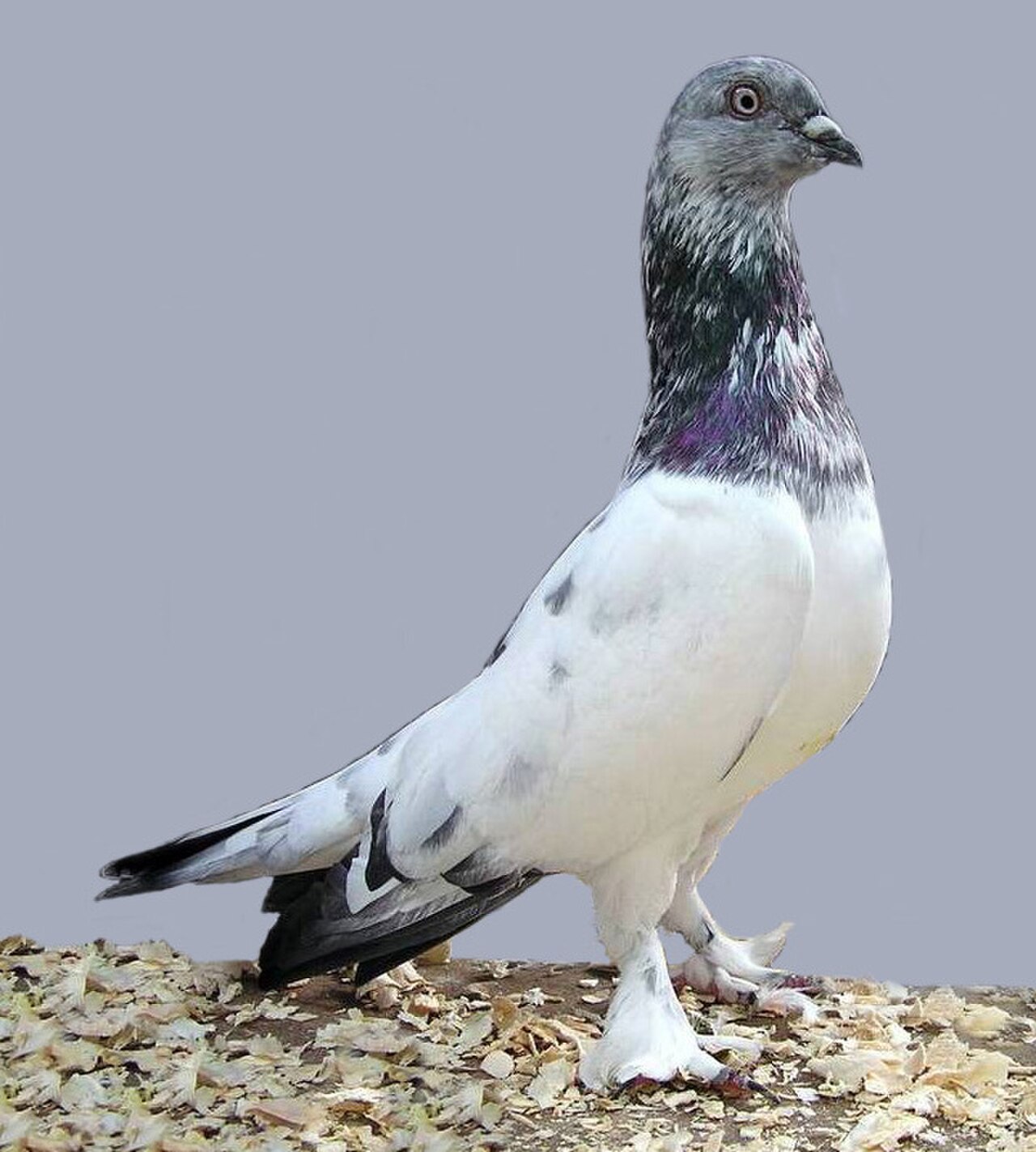 Budapest Highflyer pigeon