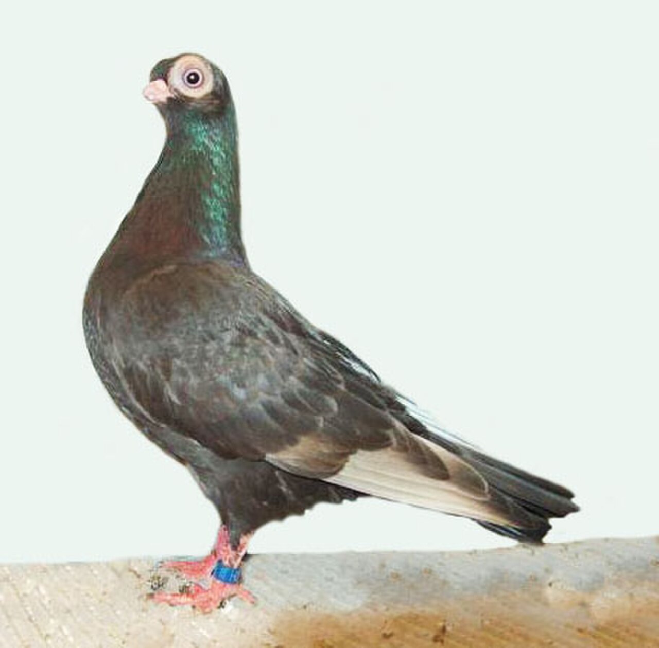 Budapest Short-faced Tumbler pigeon