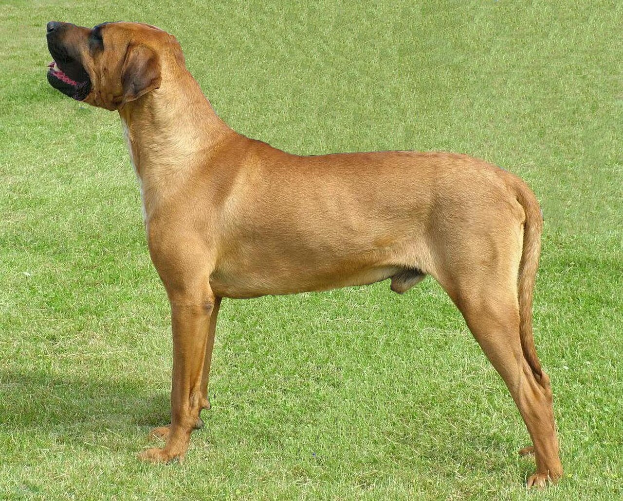 Tosa dog
