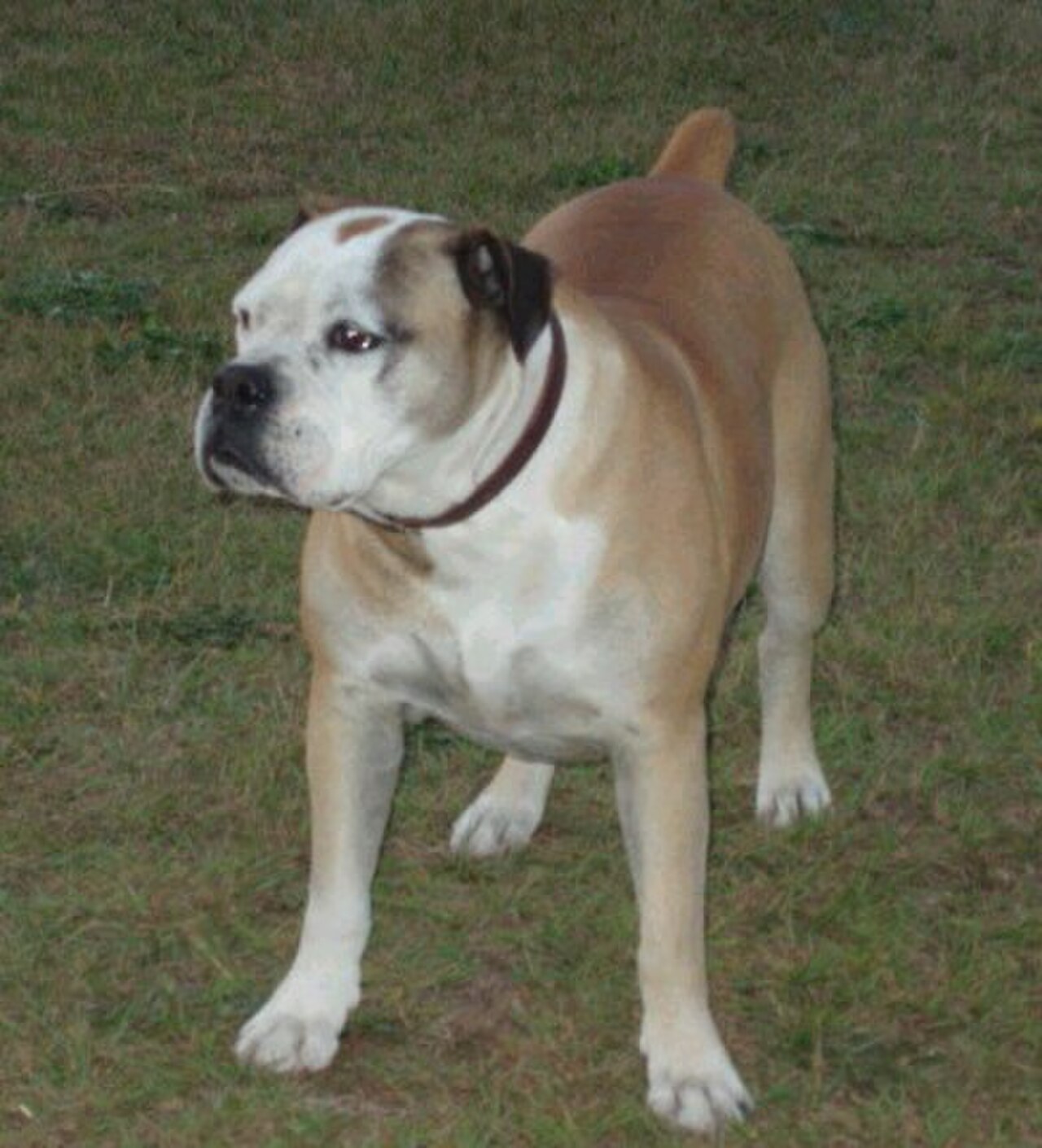 Campeiro Bulldog dog