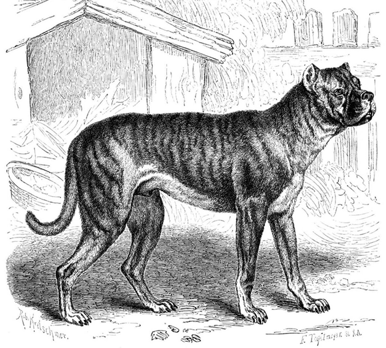 Bullenbeisser dog