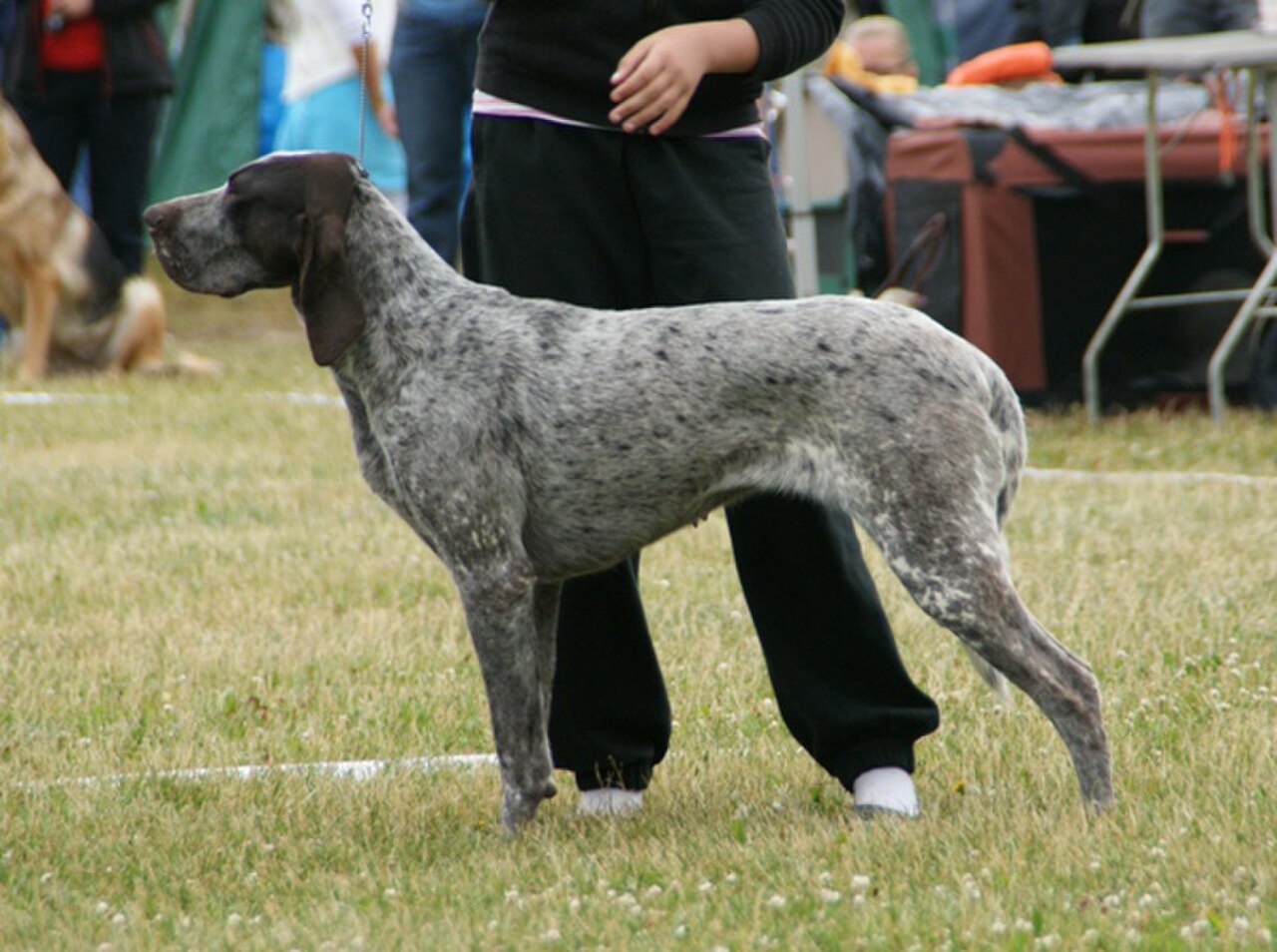 Burgos Pointer dog