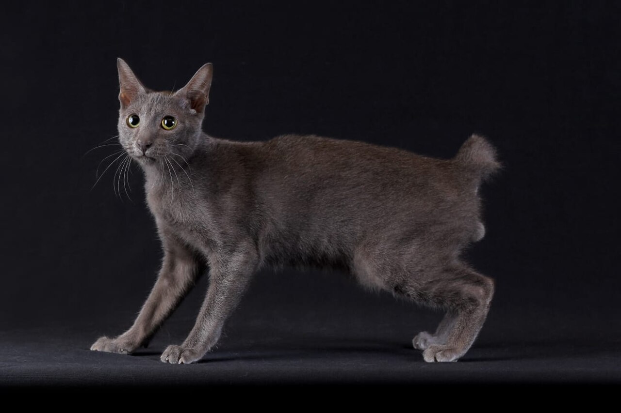 Raas cat cat