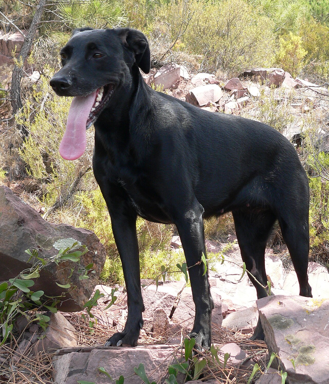 Ca de Bestiar dog