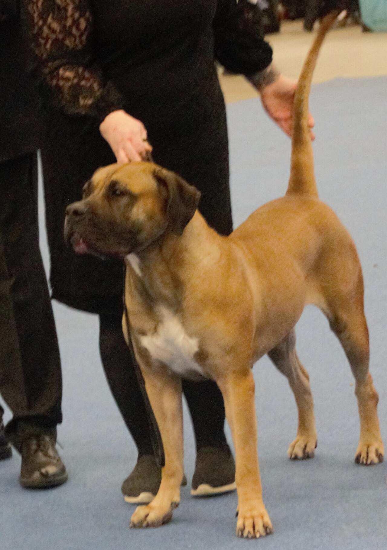 Presa Canario dog