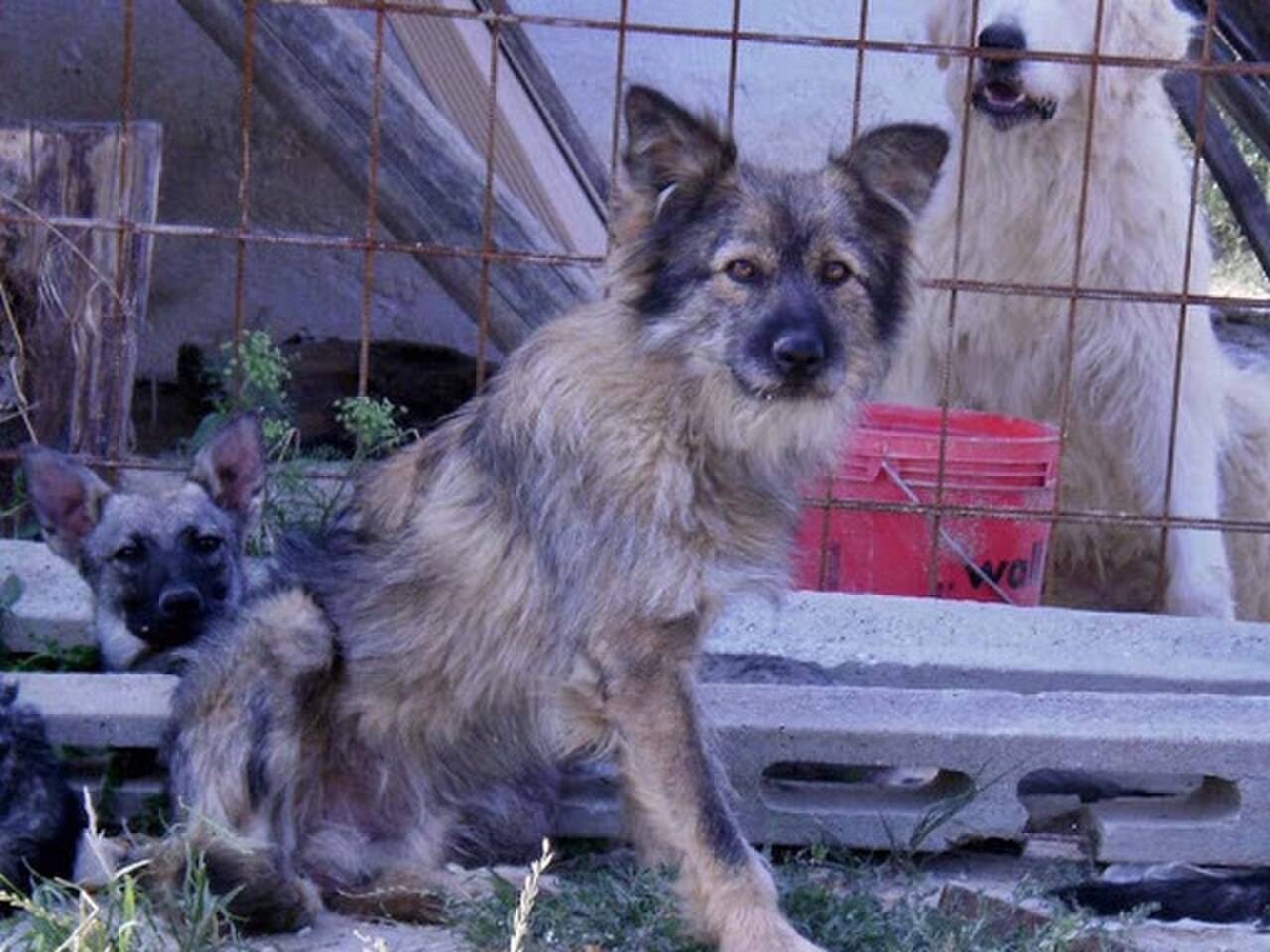 Cane Paratore dog