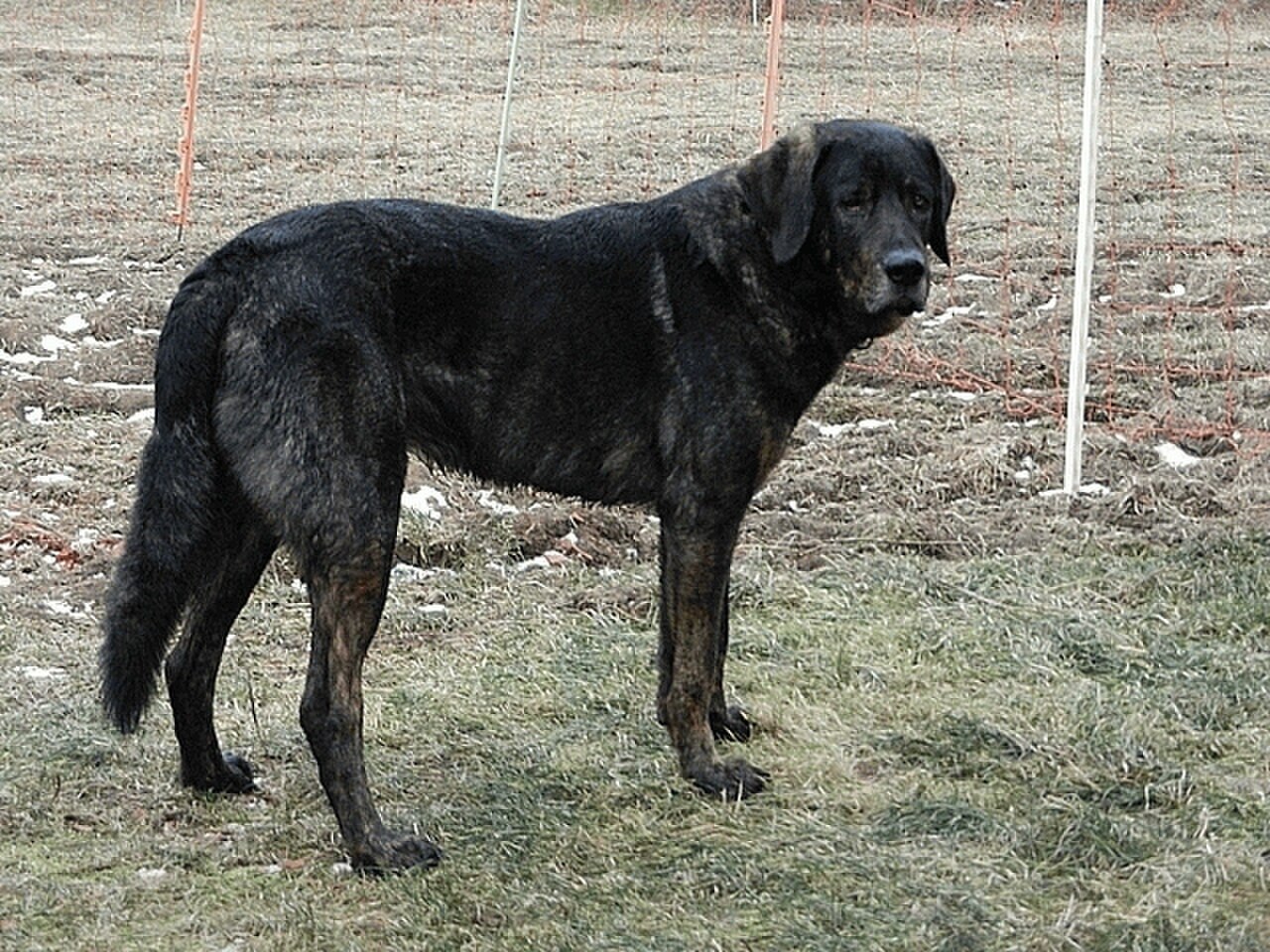 Castro Laboreiro Dog dog