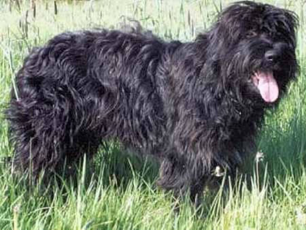 Portuguese Sheepdog dog