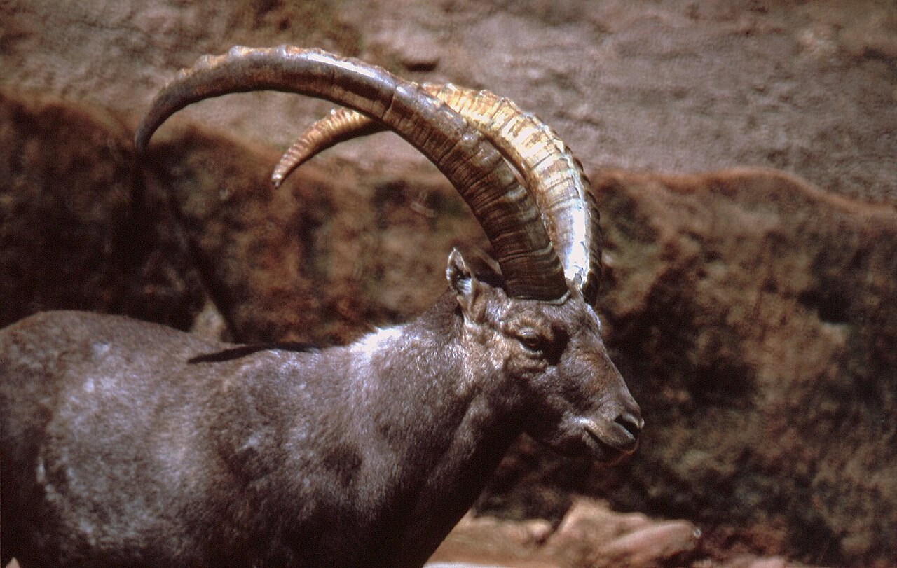 Ibex
