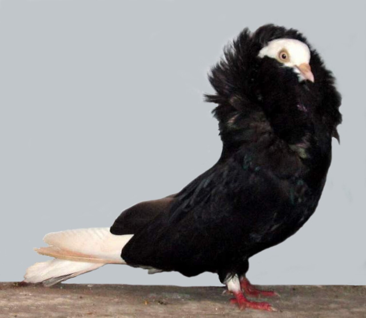 Old Dutch Capuchine pigeon