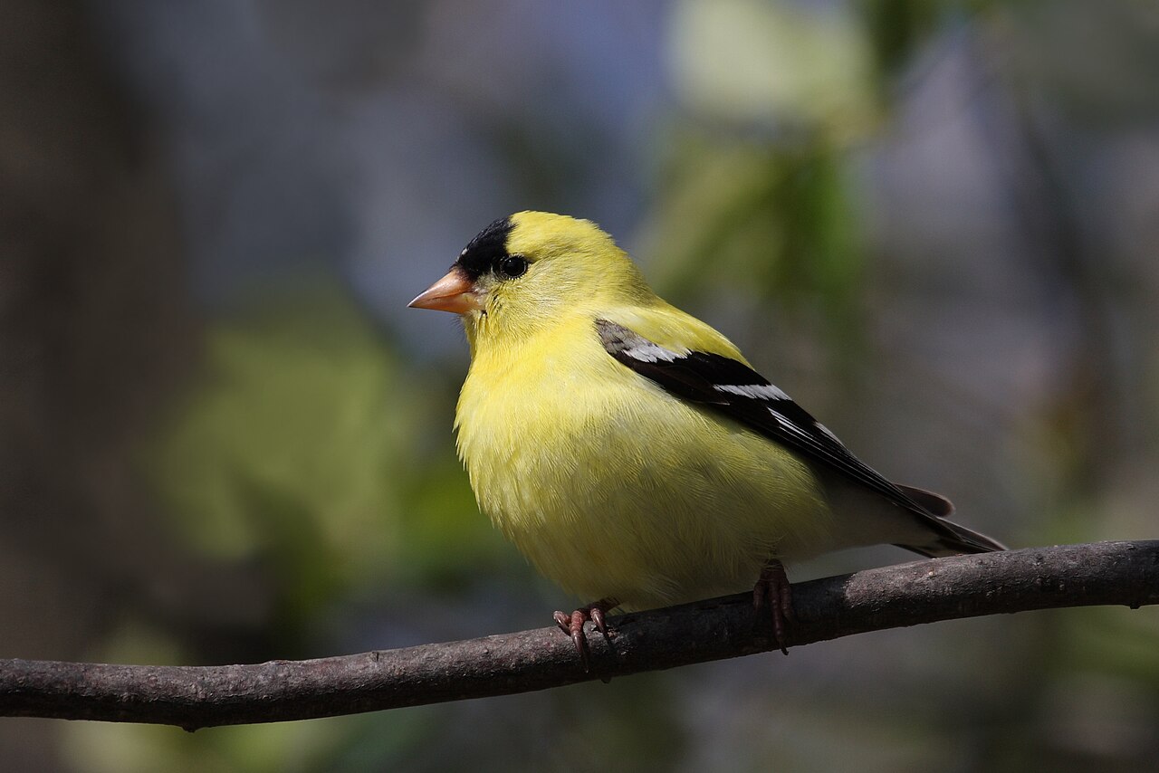 Bright yellow male American goldfinch with a black cap