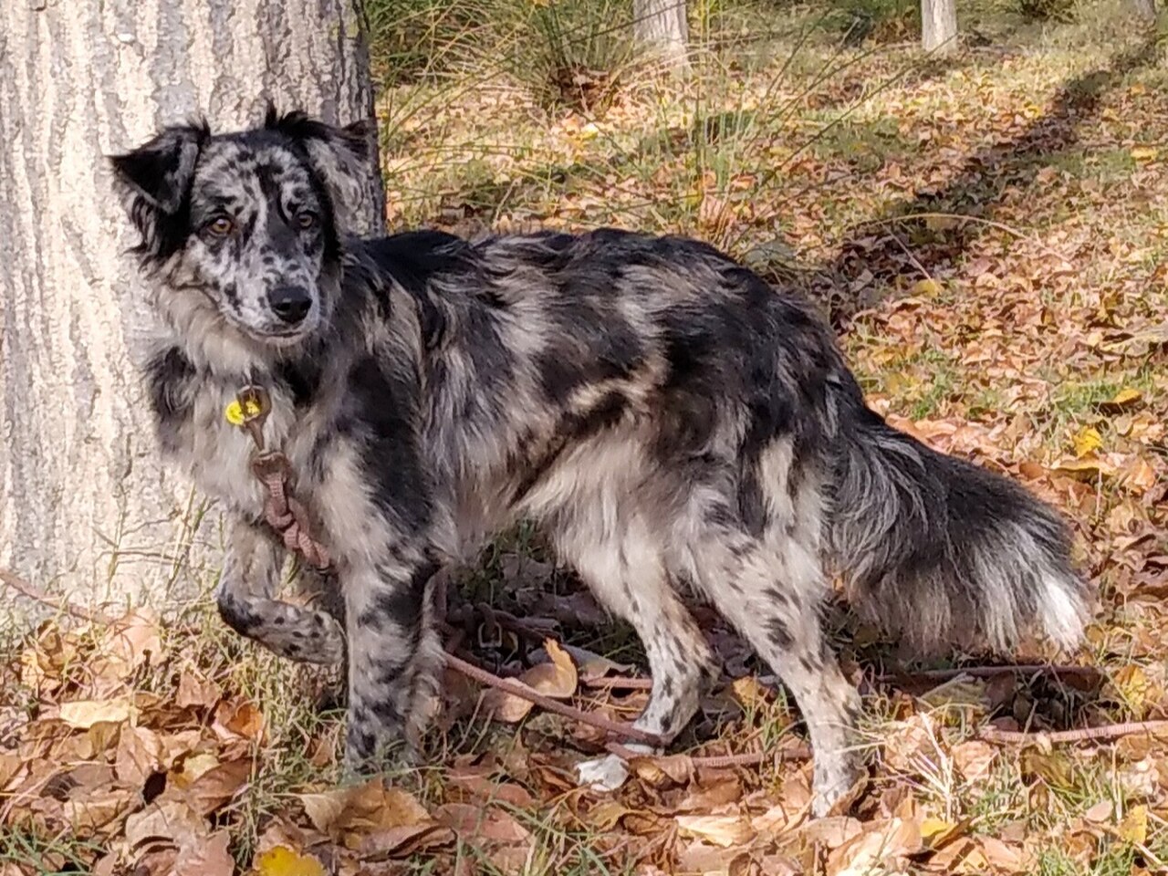 Carea Leonés dog