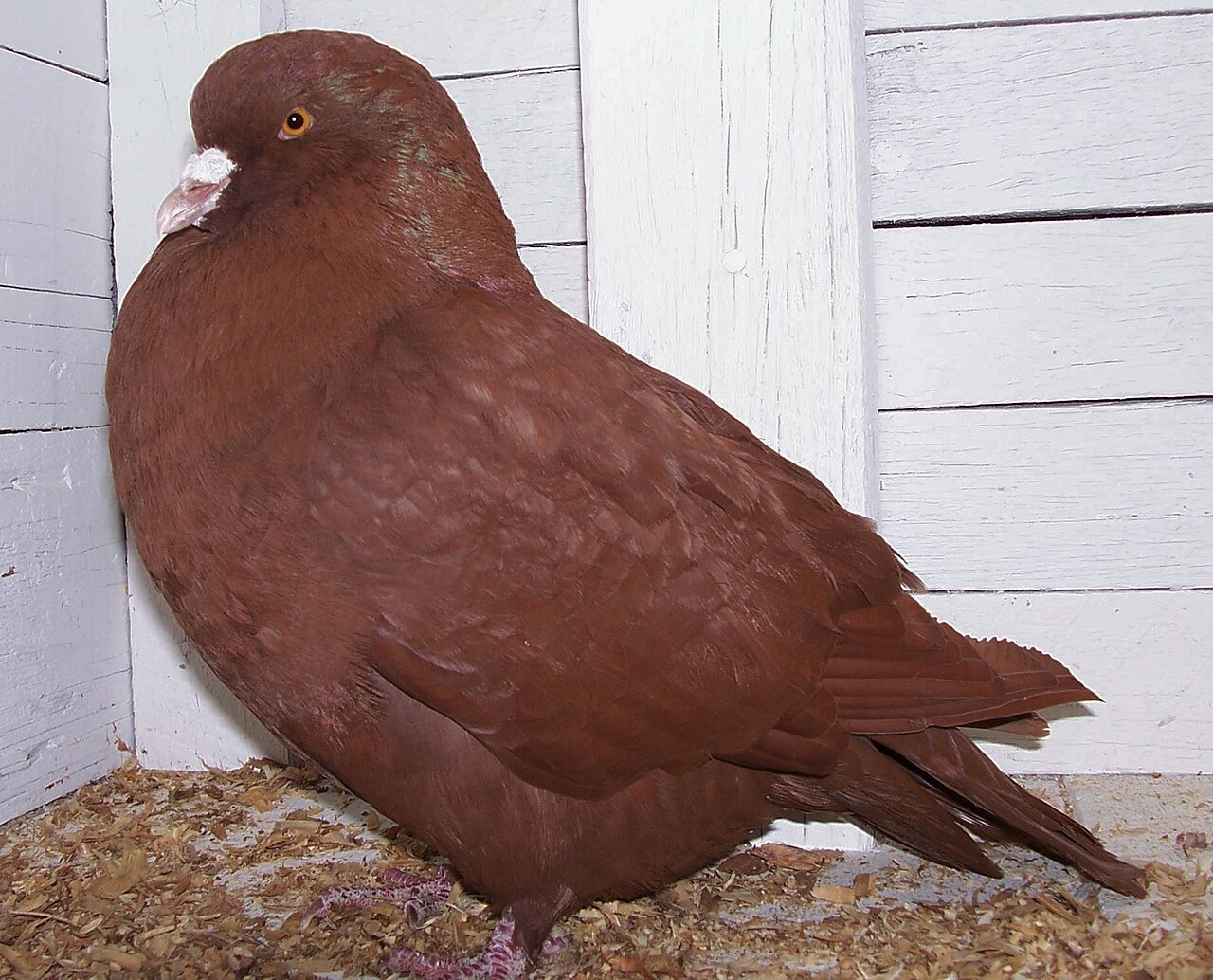 Carneau pigeon