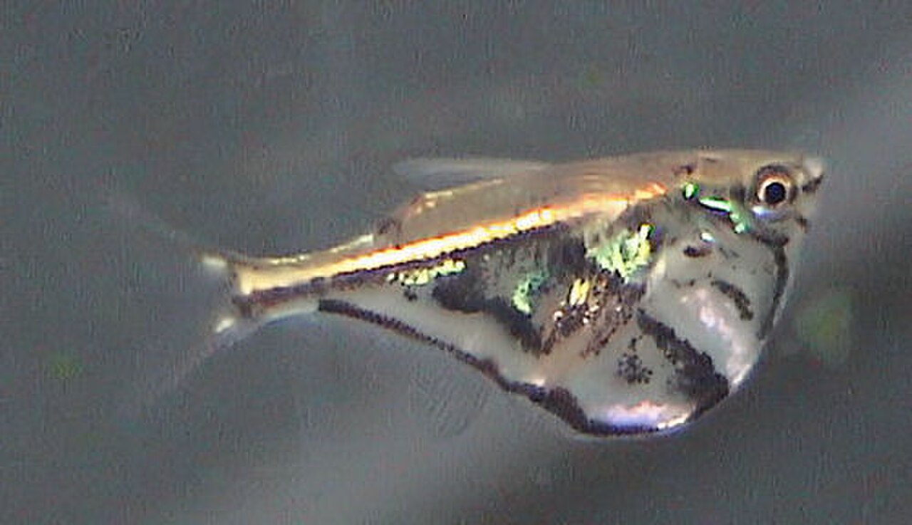 A photo of a Marbled Hatchetfish