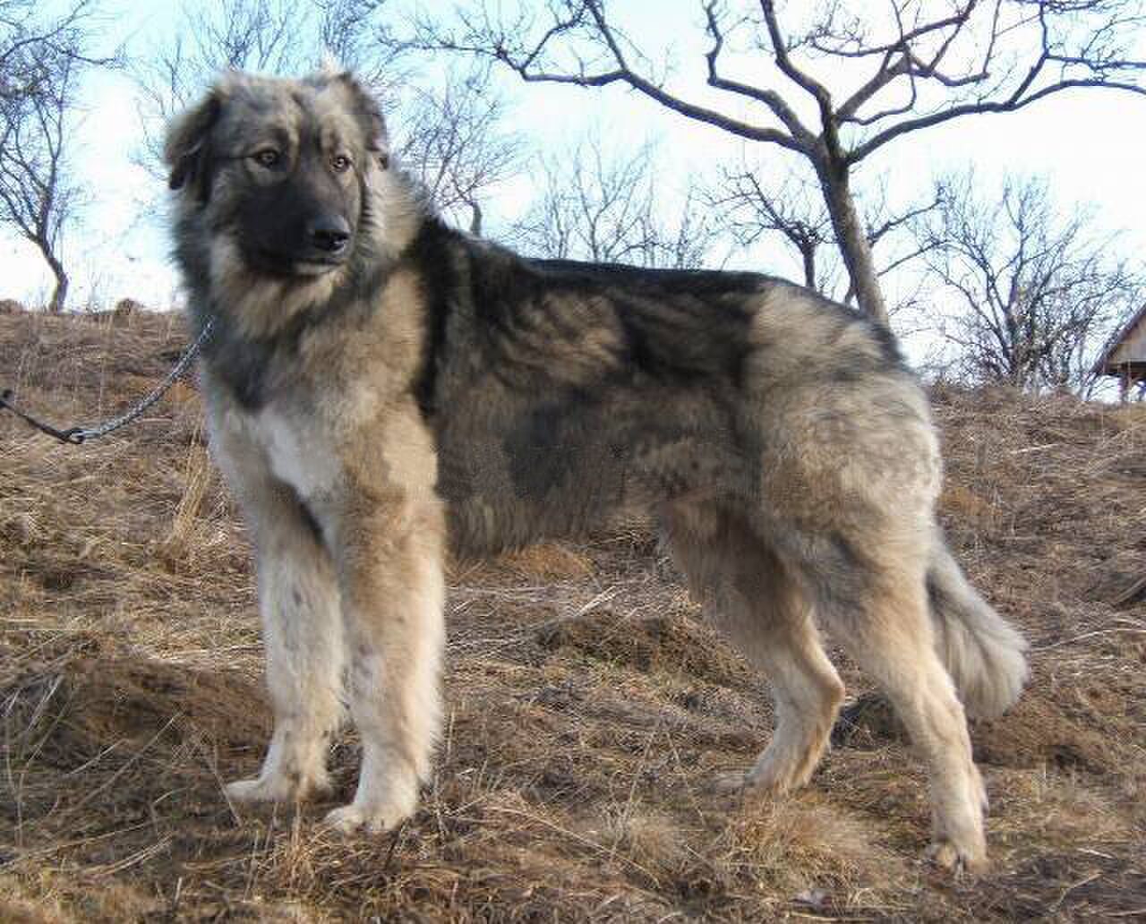 Carpathian Shepherd Dog dog