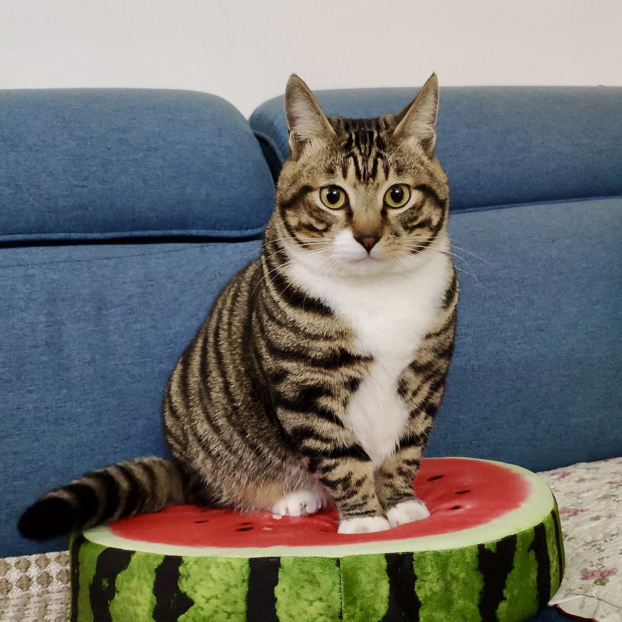 Dragon Li cat