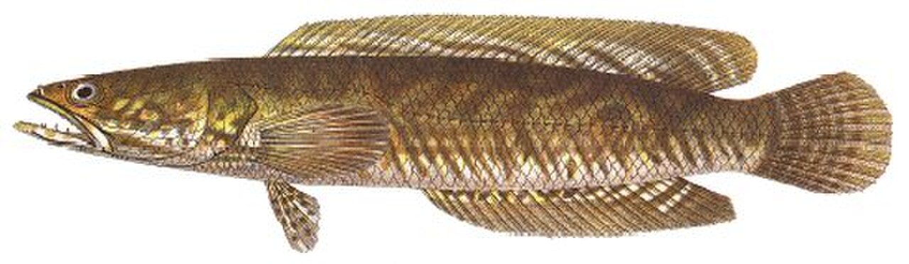 A photo of a Striped Snakehead