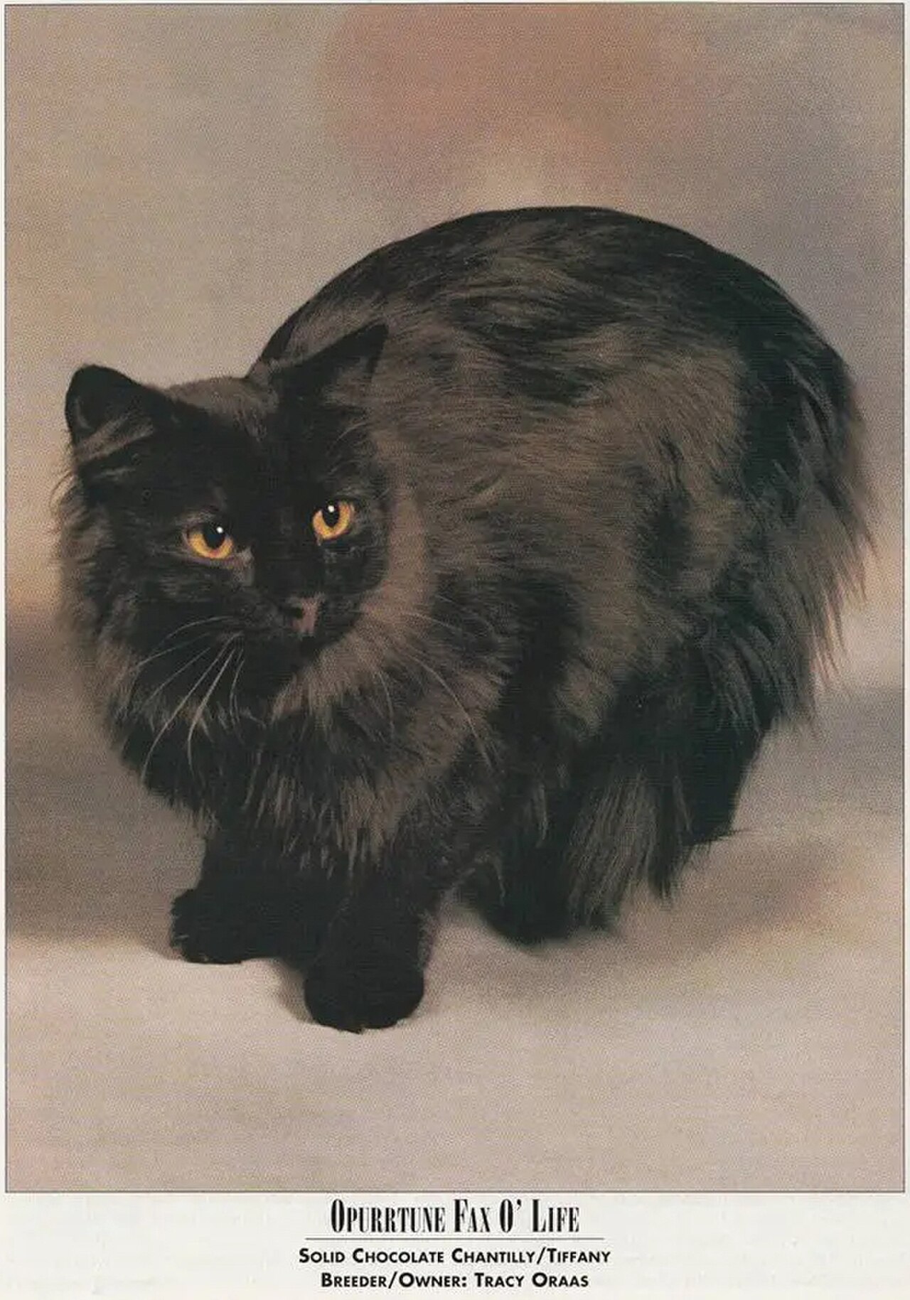 Chantilly-Tiffany cat