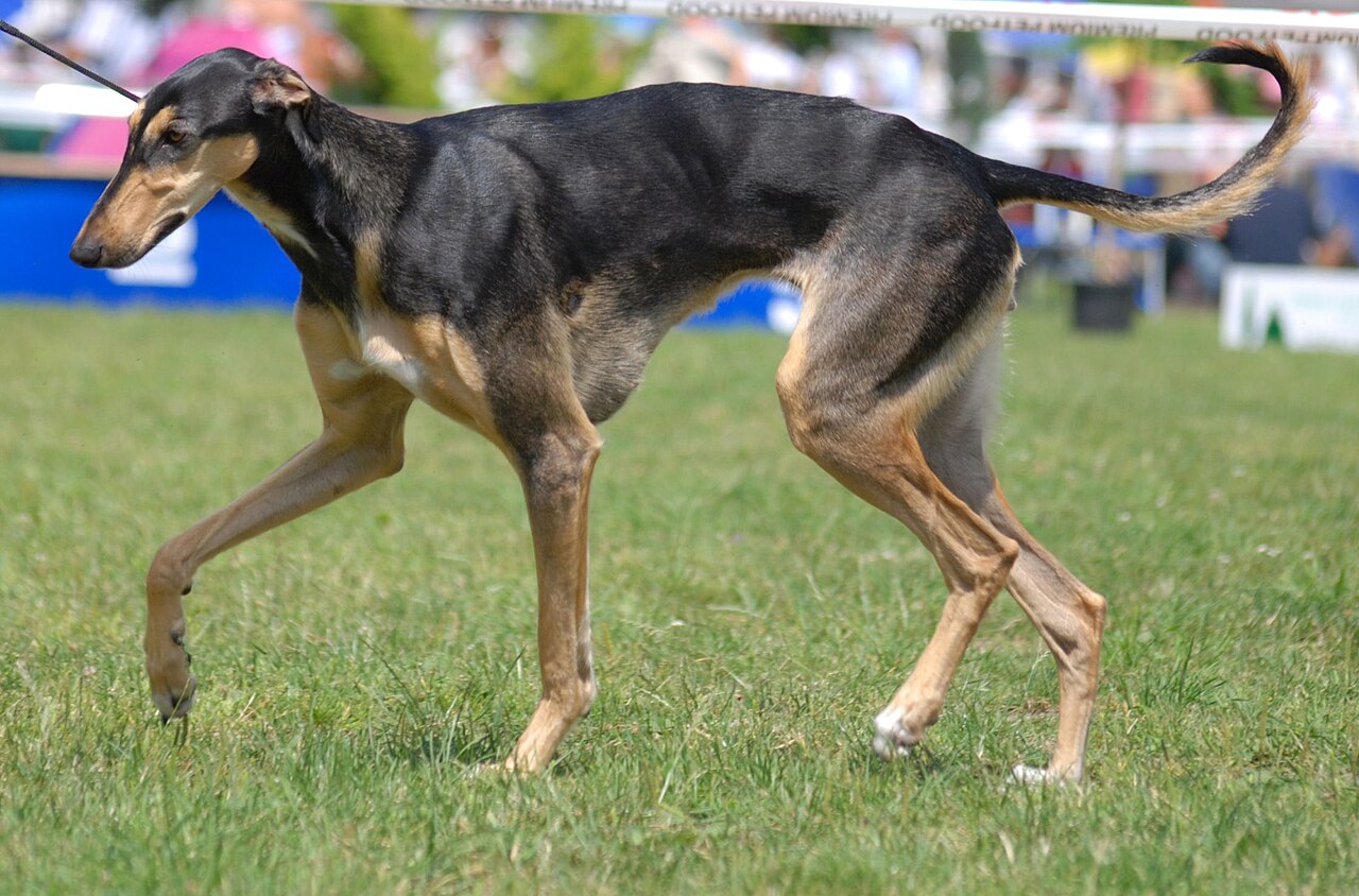 Polish Greyhound dog
