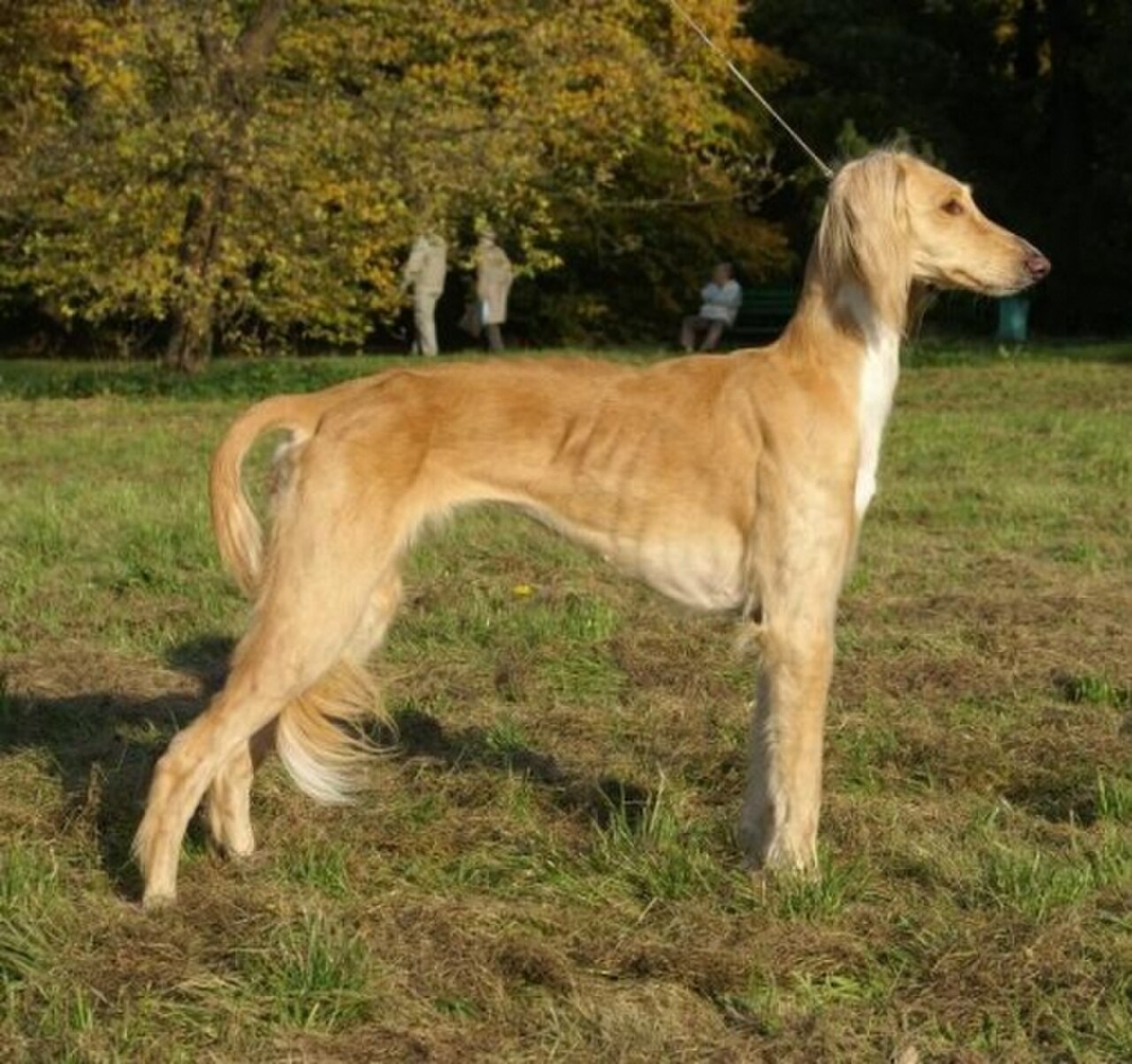 Kazakh Tazy dog