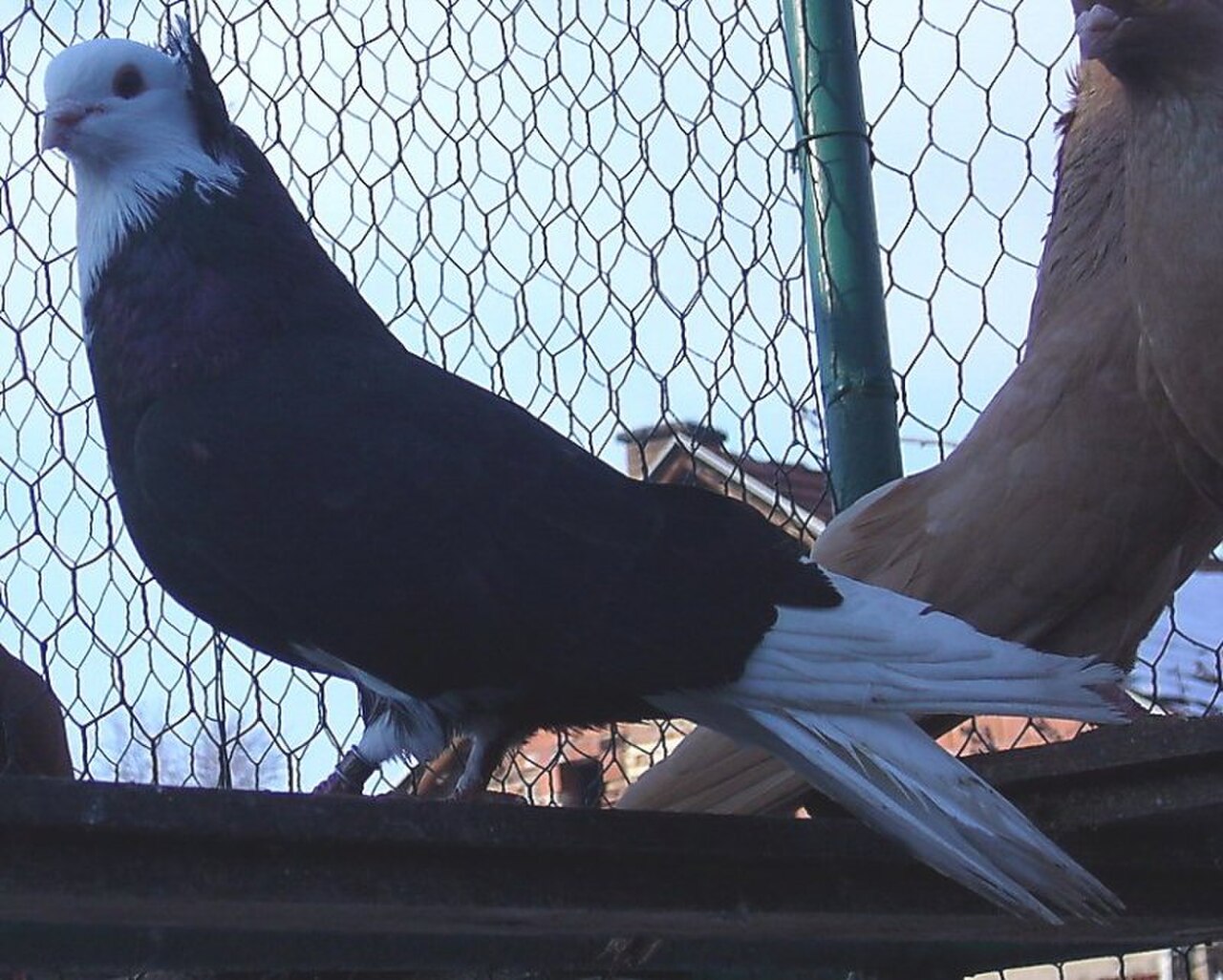 Nis Highflyer pigeon