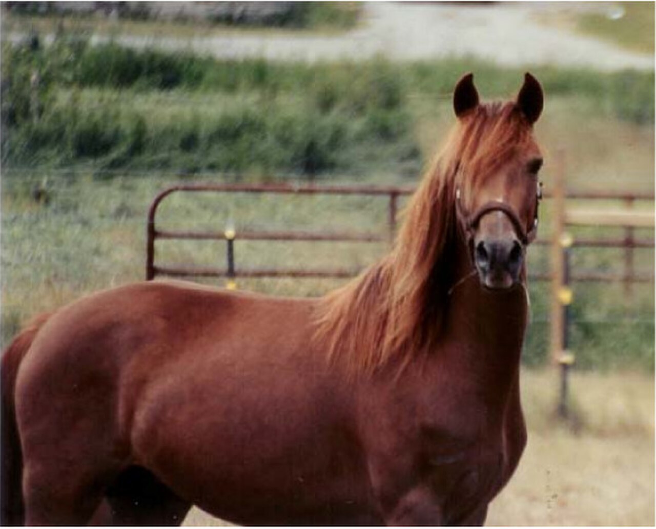 Chestnut Morgan horse standing