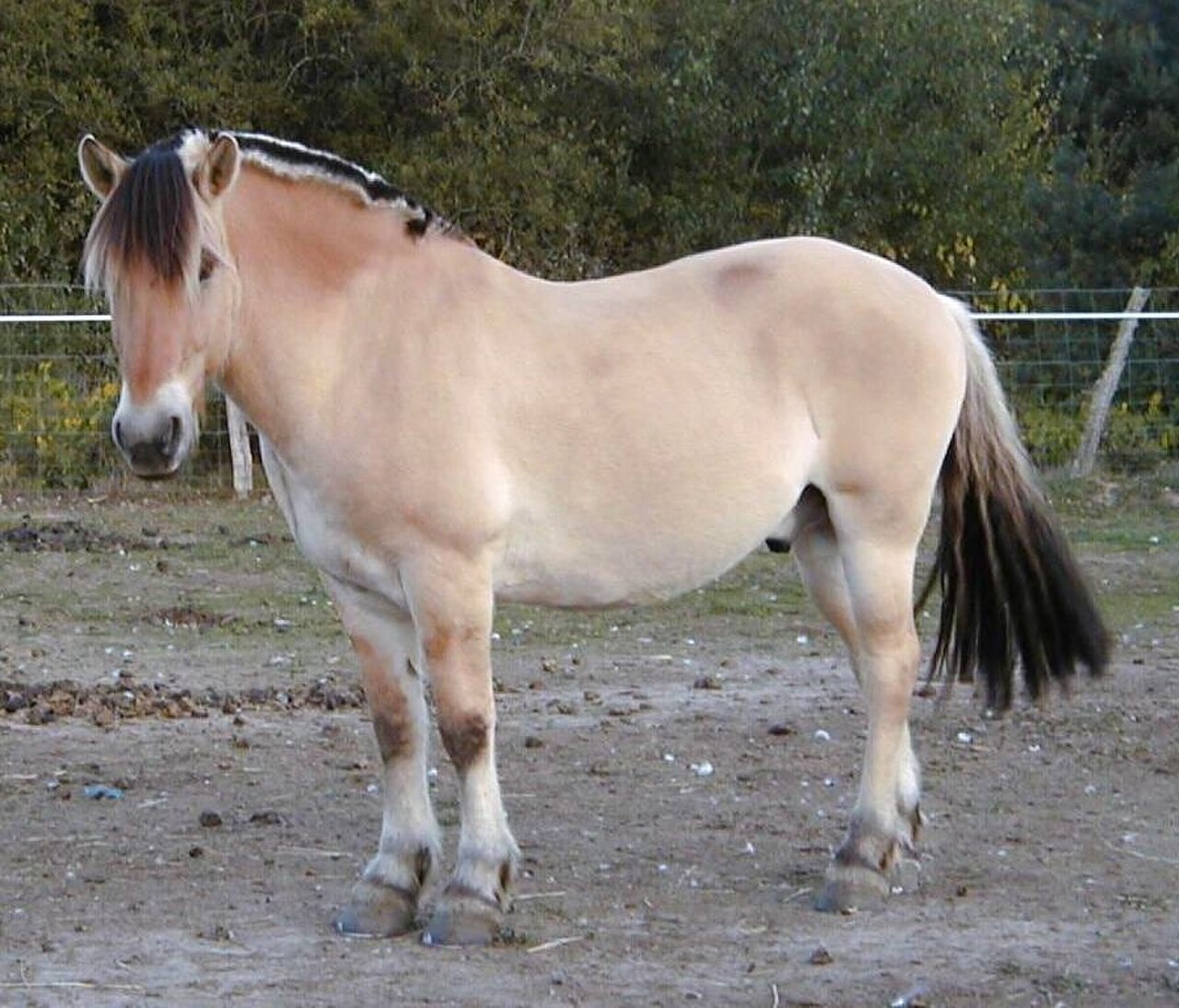 Dun Norwegian Fjord horse with an upright, trimmed mane