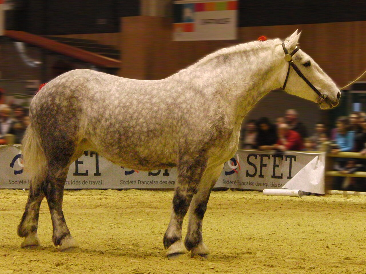 Grey Percheron draft horse standing
