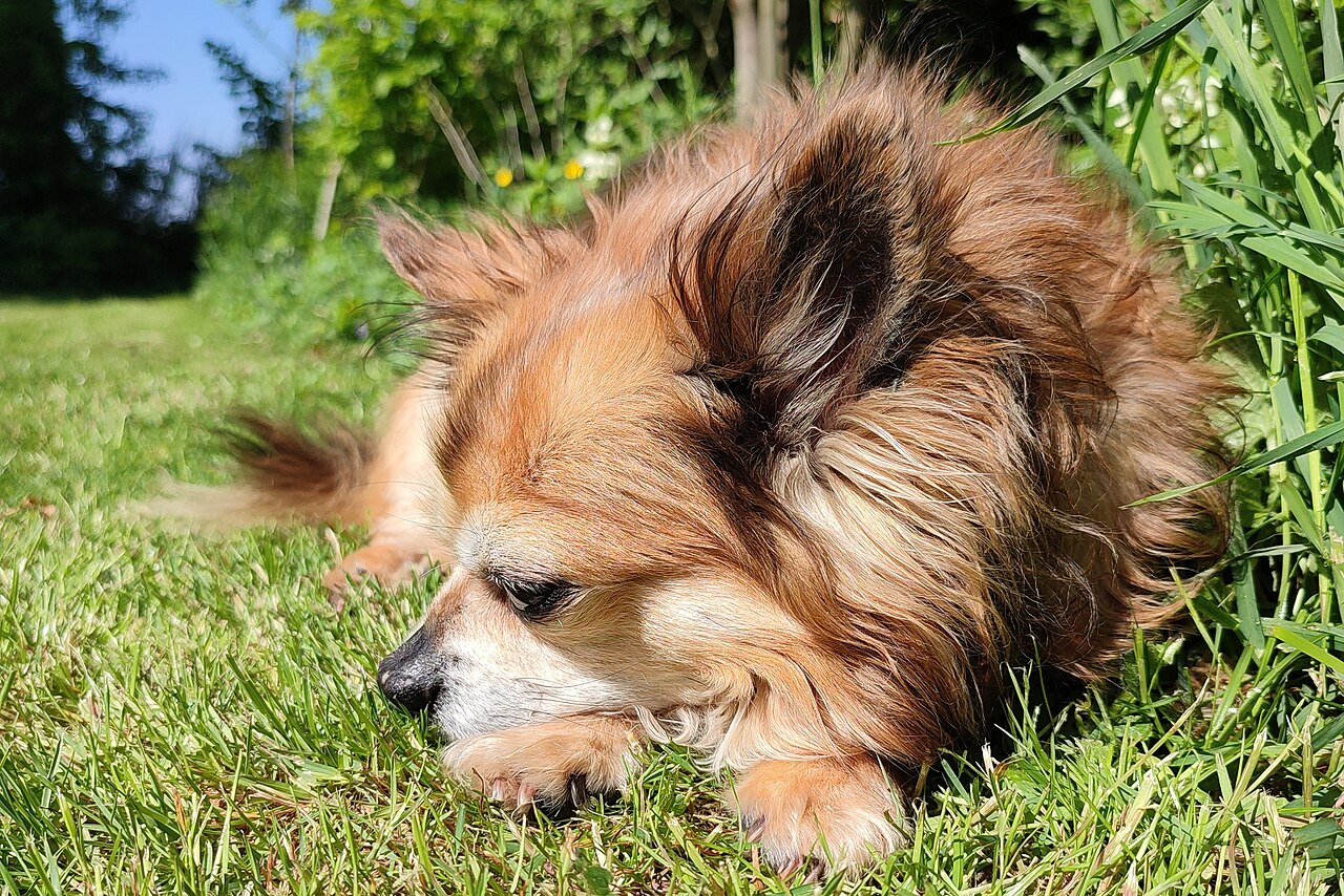Small tan Chihuahua resting in the sun