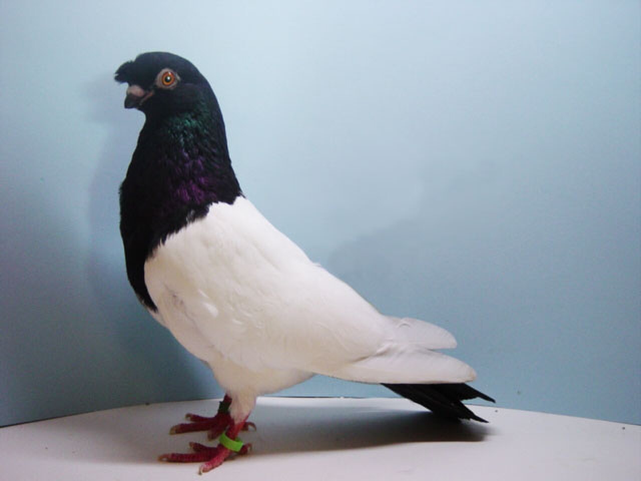 Chinese Flying pigeon