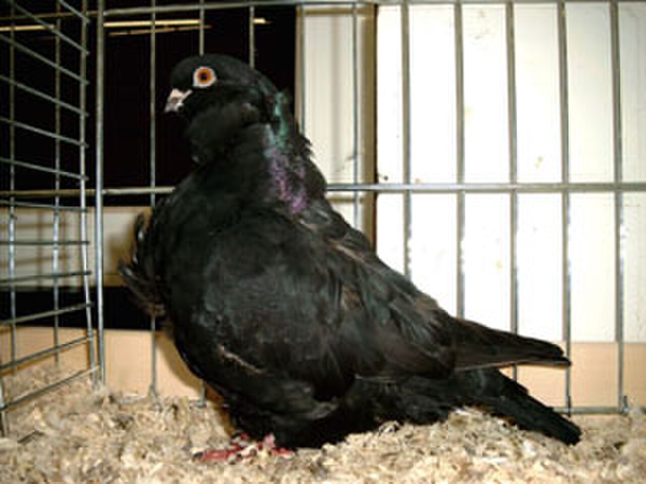 Chinese Owl pigeon