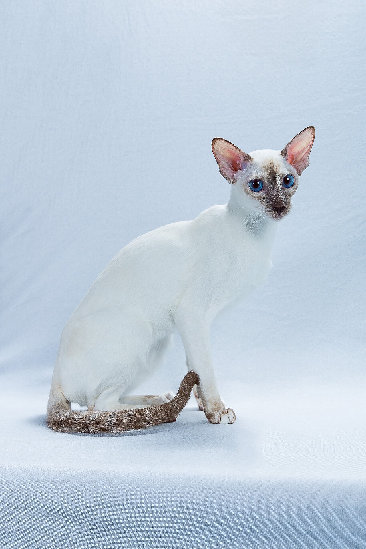 Colorpoint Shorthair cat