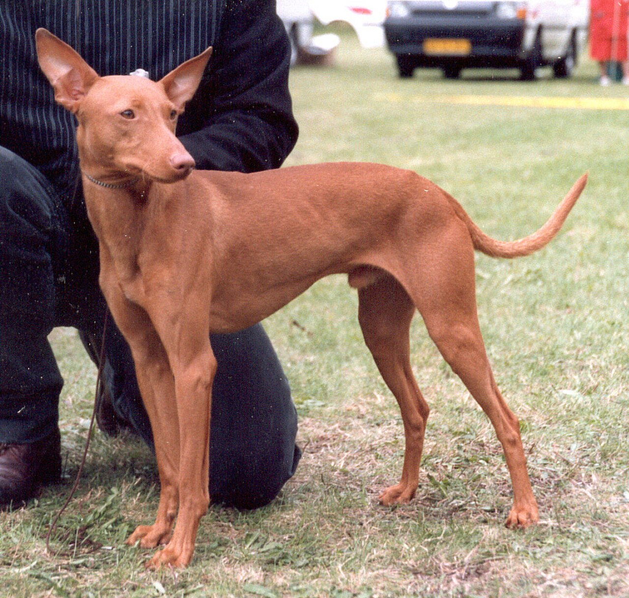 Cirneco dell'Etna dog