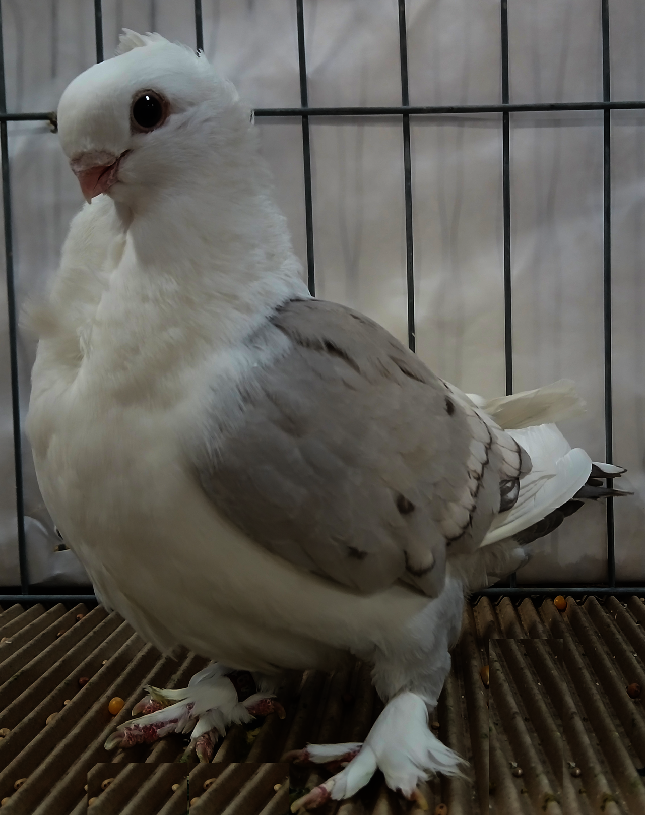 Old Fashioned Oriental Frill pigeon