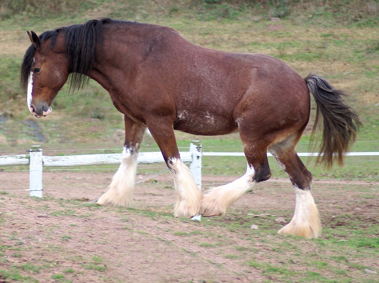 Bay Clydesdale draft horse with white feathered legs