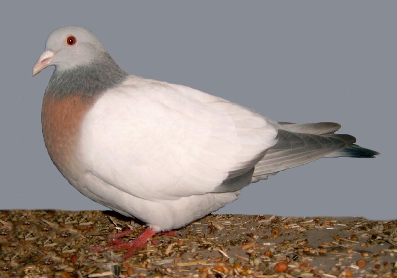 Coburg Lark pigeon