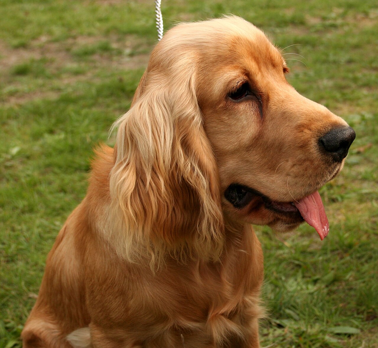 Golden English Cocker Spaniel with long feathered ears