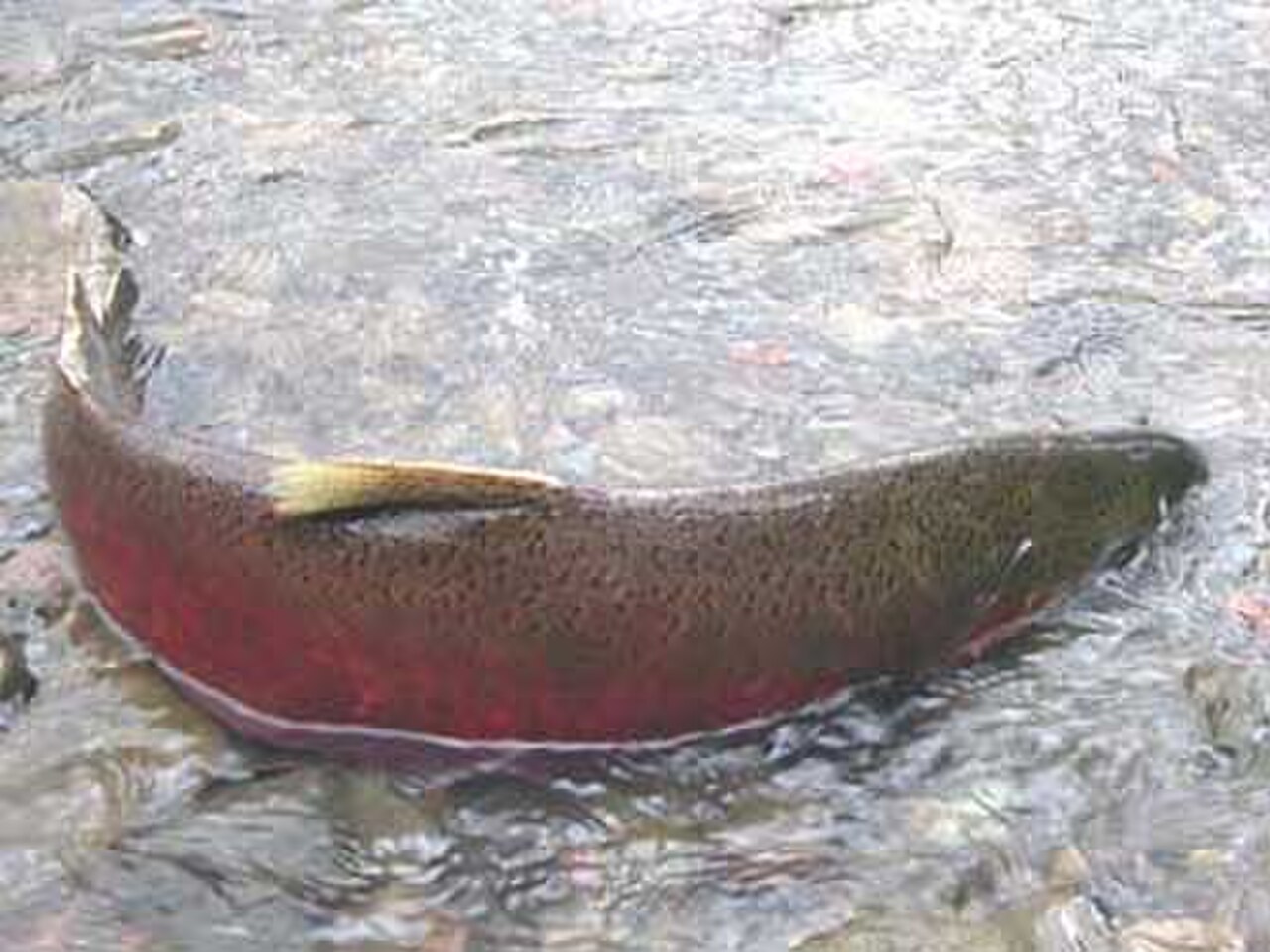 A photo of a Coho Salmon