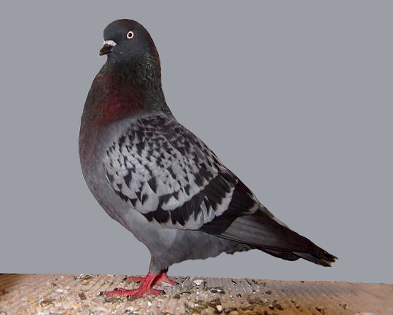 Cologne Tumbler pigeon