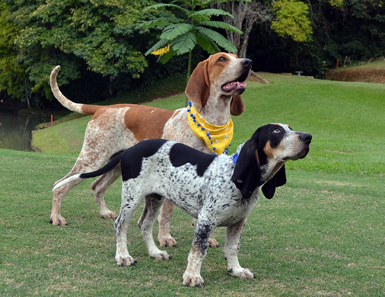 Colombian Fino Hound dog