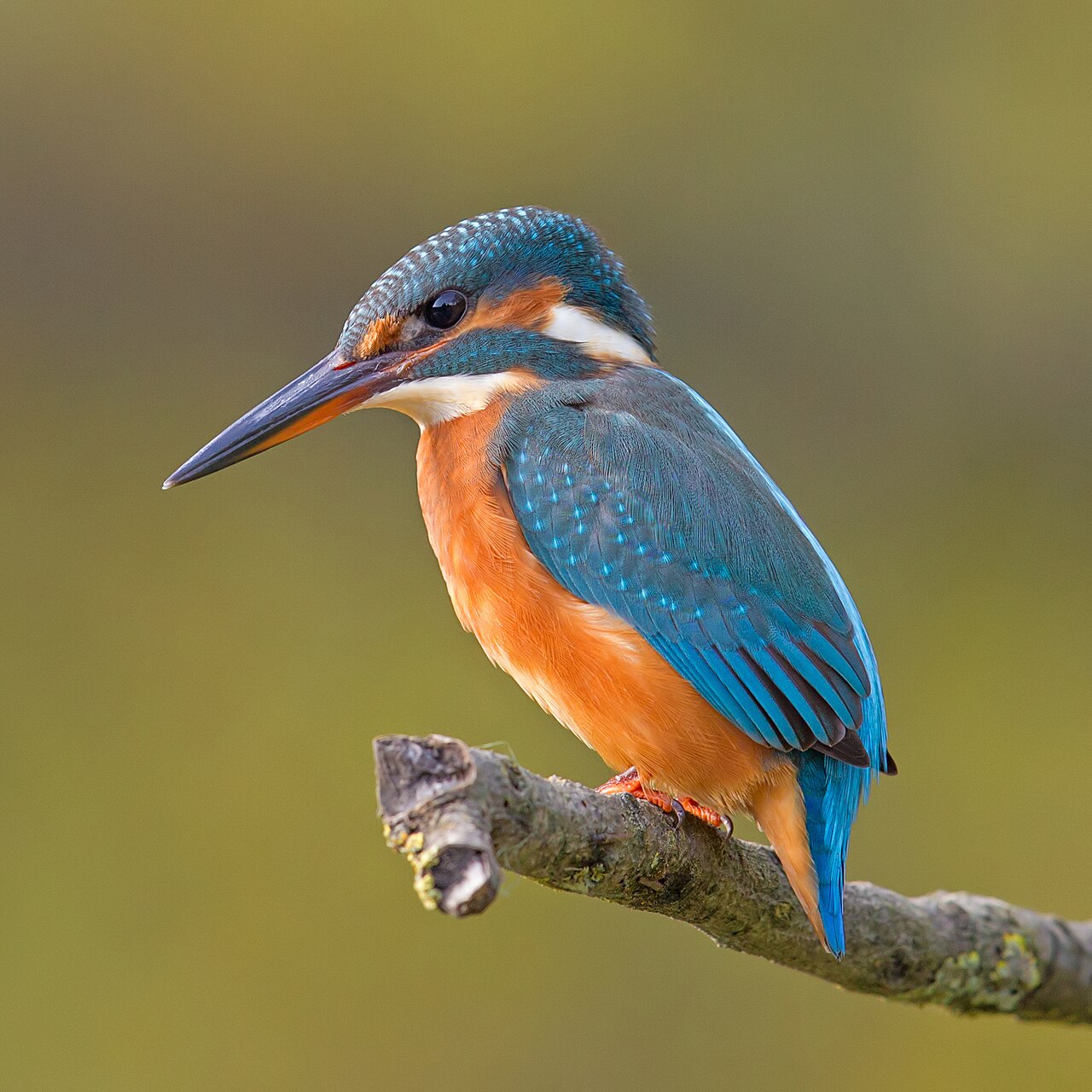 Common kingfisher with blue back and orange underparts on a perch