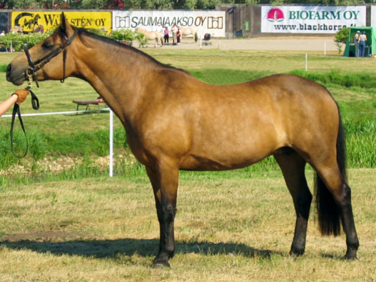 Grey Connemara pony mare standing