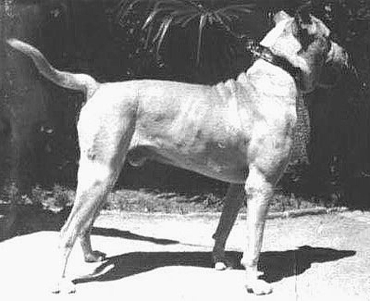 Córdoba fighting dog dog