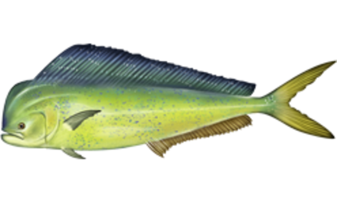 A photo of a Mahi-mahi